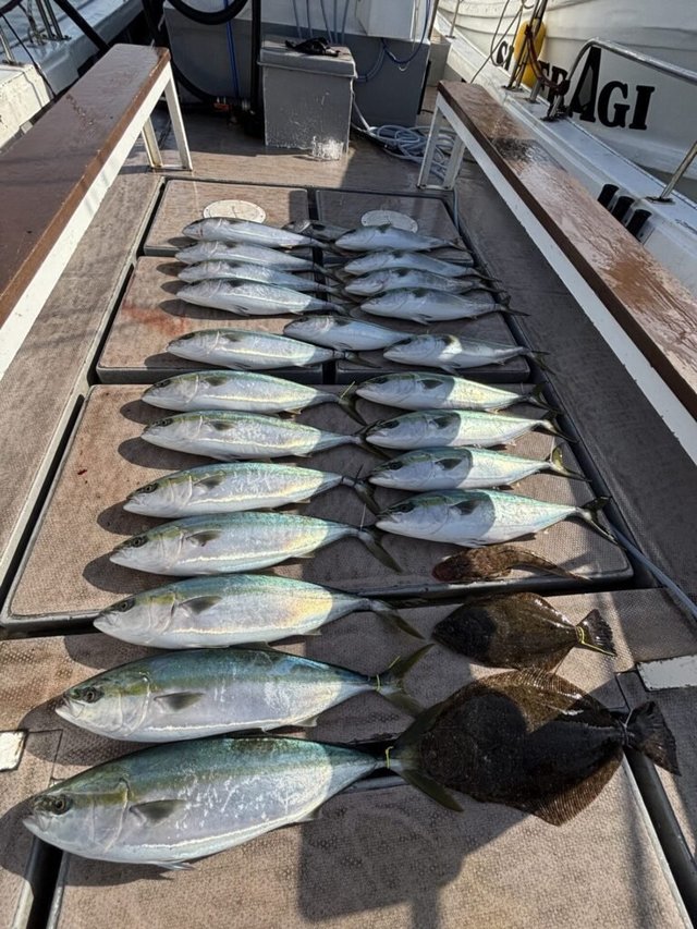 ブリ・マゴチ・ヒラメ