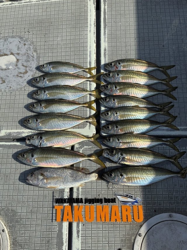 アジ(マアジ)・イシモチ(シログチ)