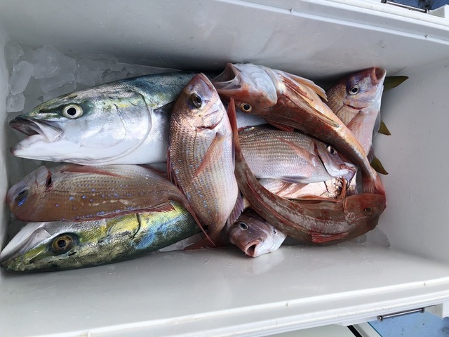 マダイ・ハナダイ(チダイ)