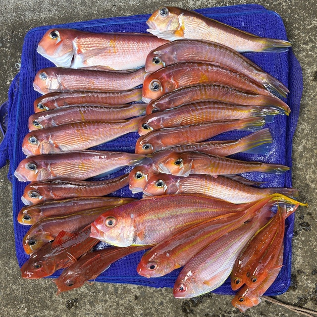 アマダイ(アカアマダイ)