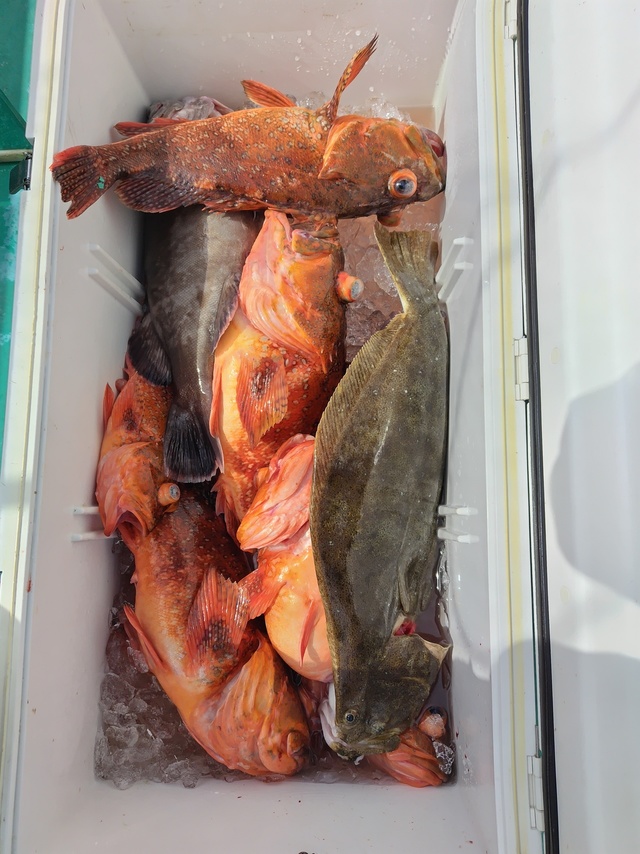 マハタ・ヒラメ