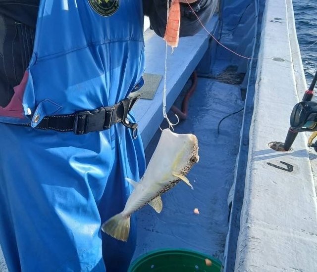 ショウサイフグ