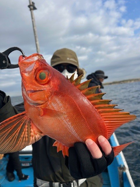 チカメ(チカメキントキ)