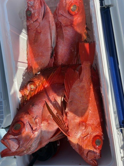 キントキ(チカメキントキ)