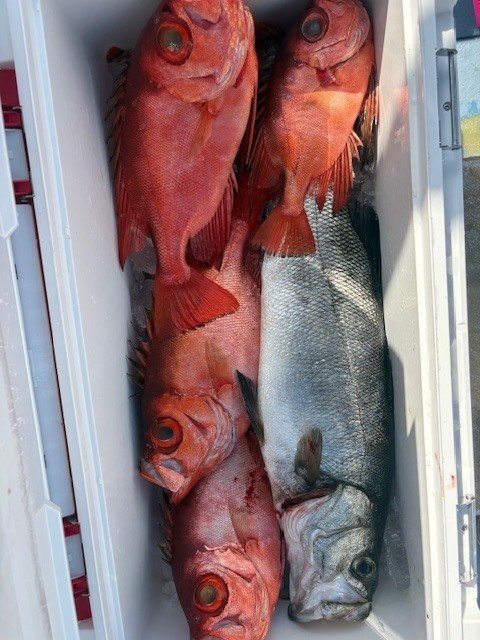 ヒラスズキ・キントキ(チカメキントキ)