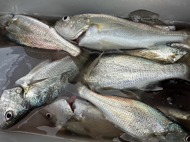 イシモチ(シログチ)