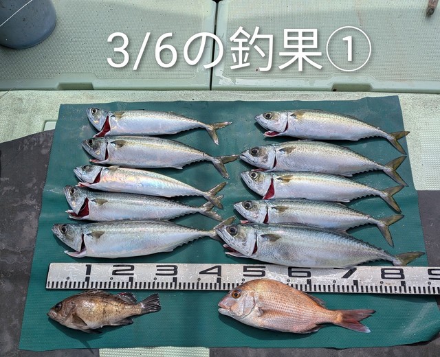 マダイ・マサバ・メバル