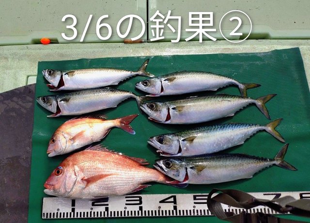 マダイ・マサバ