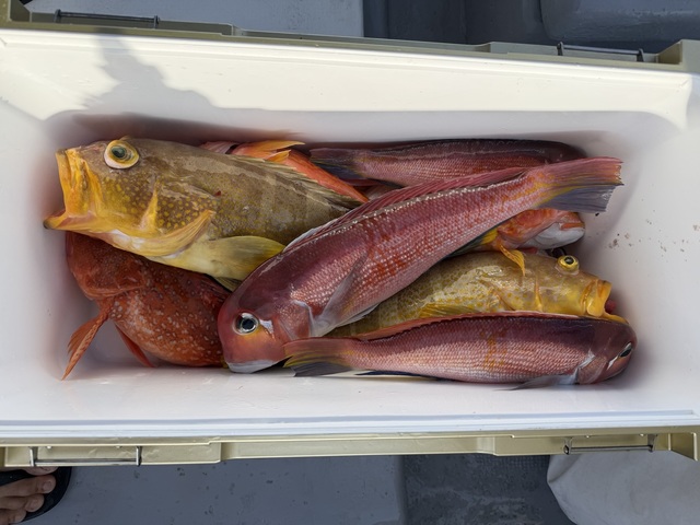 アマダイ(アカアマダイ)