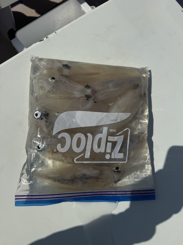 マルイカ(ケンサキイカ)