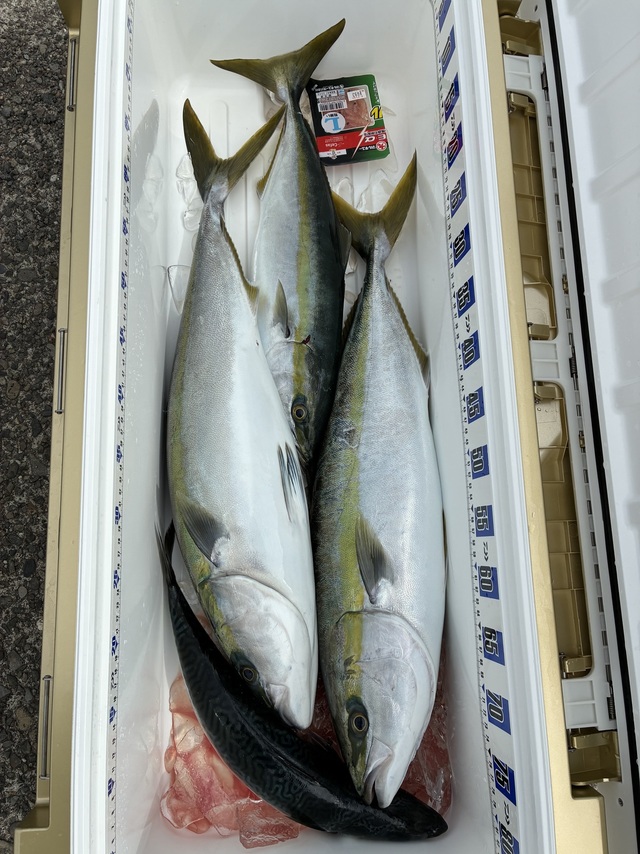 ブリ・ハマチ(ブリ)