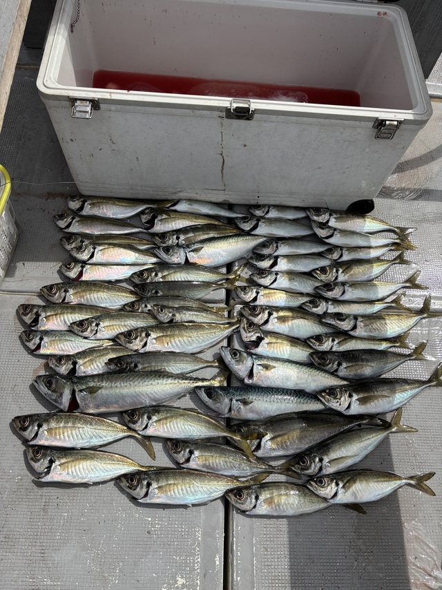 アジ(マアジ)・サバ(マサバ)