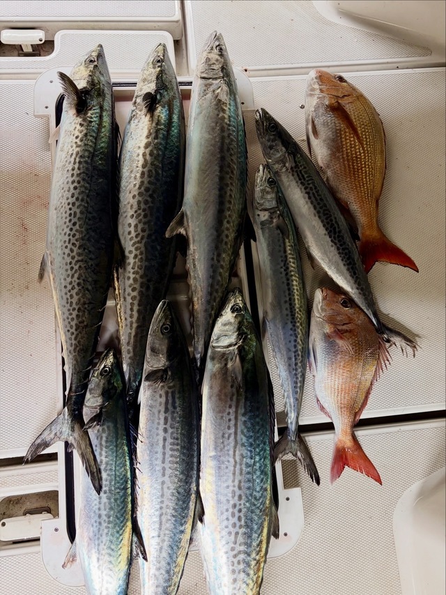 マダイ・サワラ