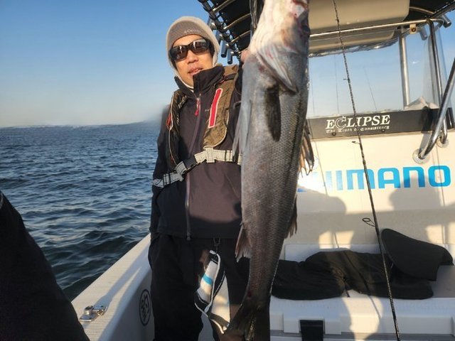 シーバス(スズキ)