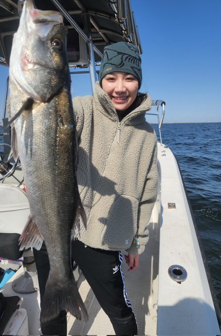 シーバス(スズキ)