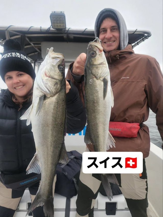 シーバス(スズキ)