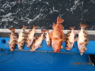 オキメバル(ウスメバル)