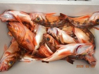 オキメバル(ウスメバル)