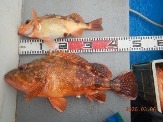 カサゴ・オキメバル(ウスメバル)