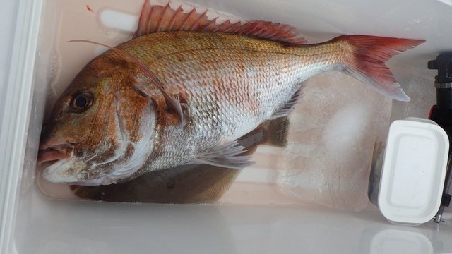 マダイ・ムシガレイ