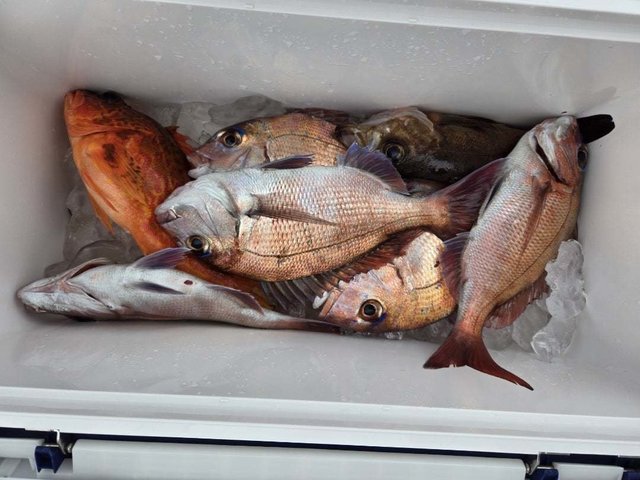 マダイ・カサゴ