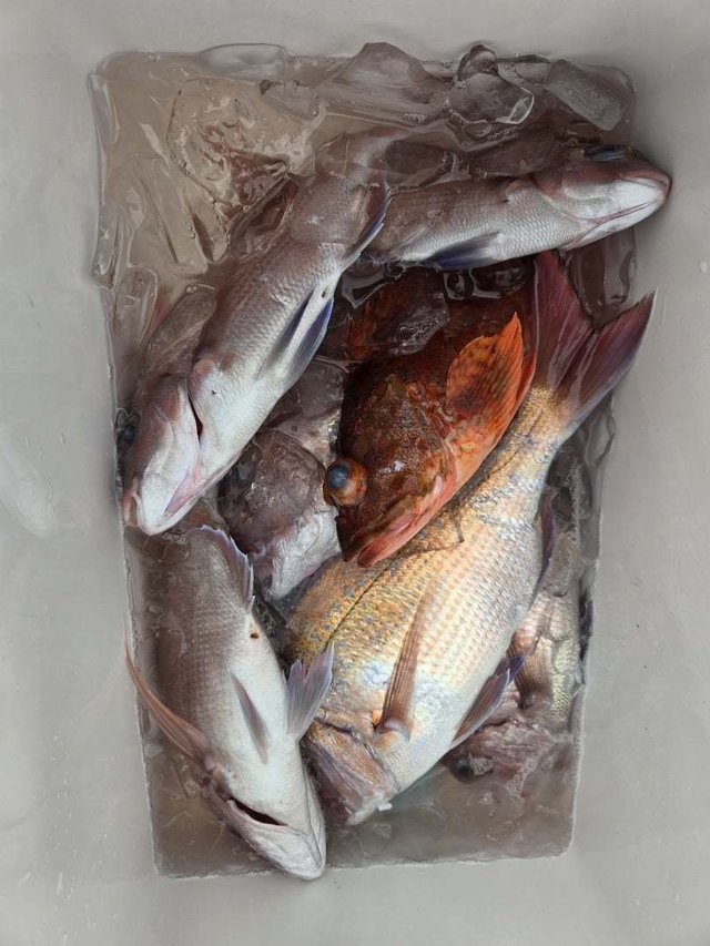 マダイ・カサゴ