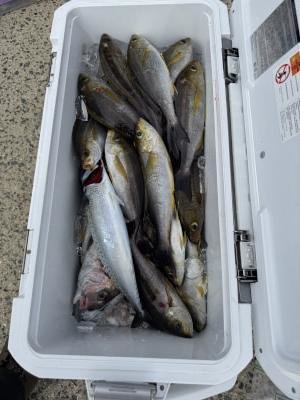 マダイ・イサギ(イサキ)・サバ(ゴマサバ)