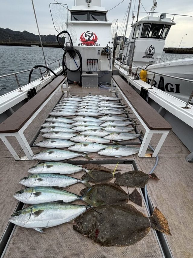 ブリ・マゴチ・ヒラメ