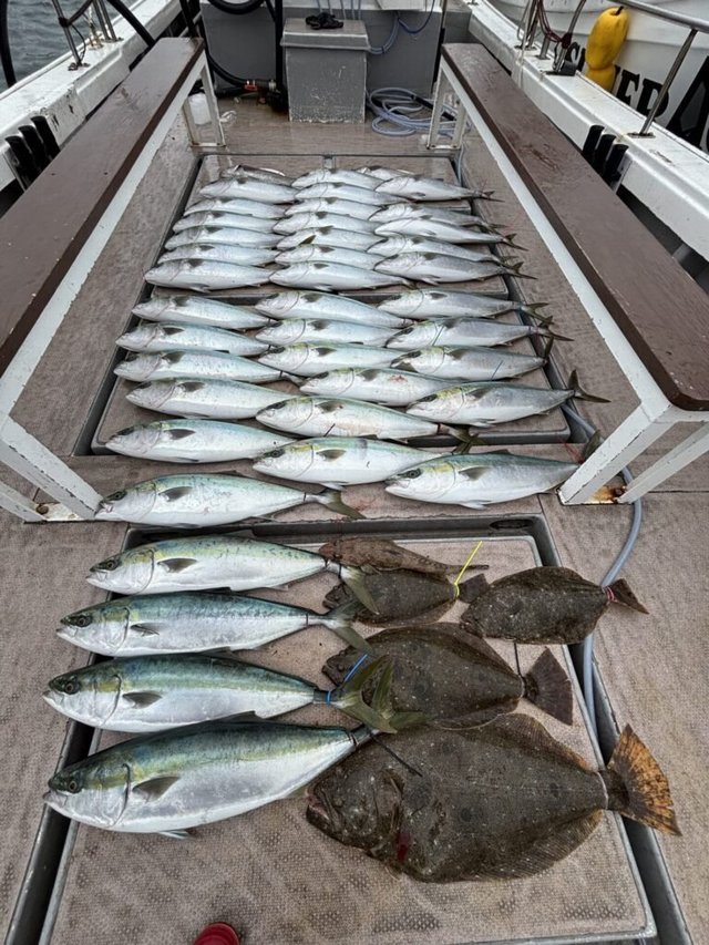 ブリ・マゴチ・ヒラメ