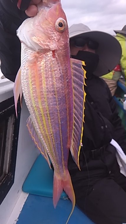 イトヨリ(イトヨリダイ)