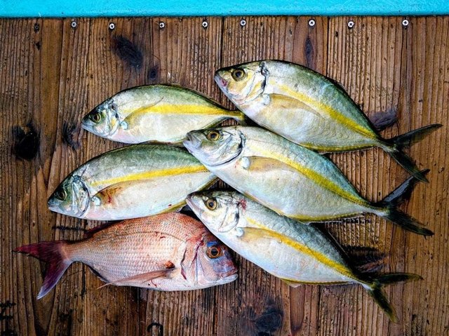 マダイ・シマアジ