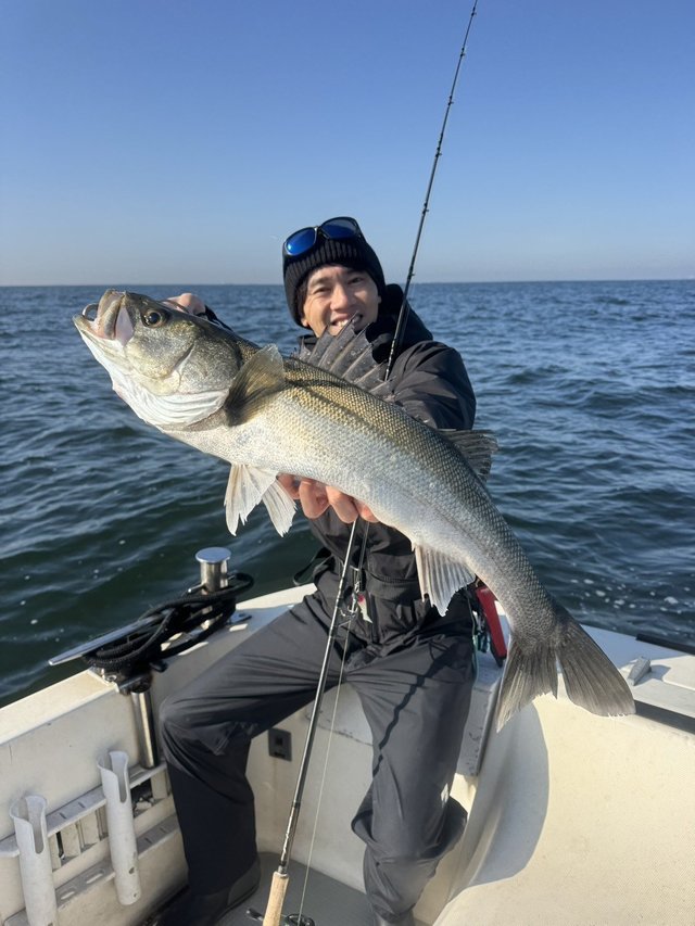 シーバス(スズキ)