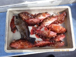 カサゴ・メバル