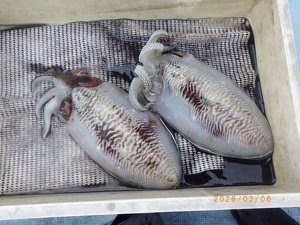 コウイカ