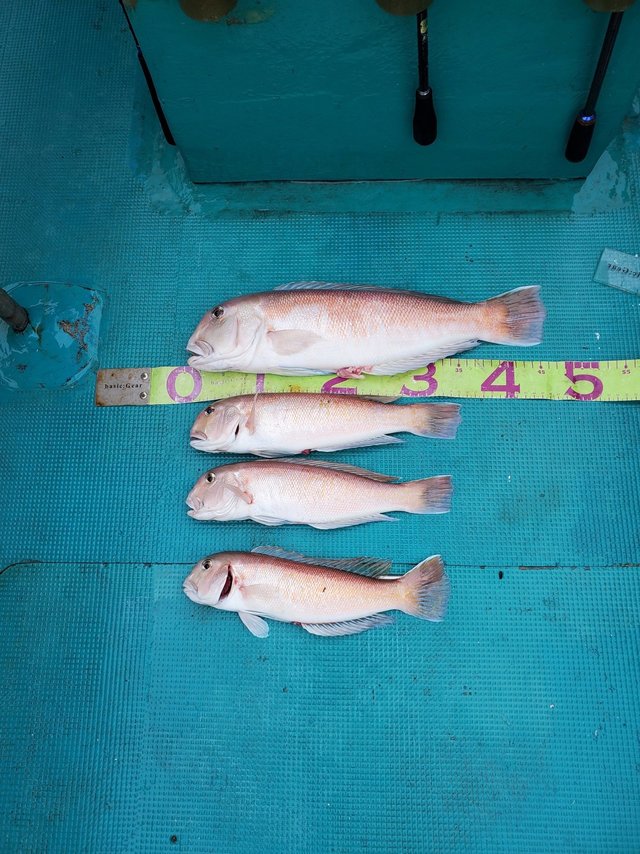 アマダイ(アカアマダイ)