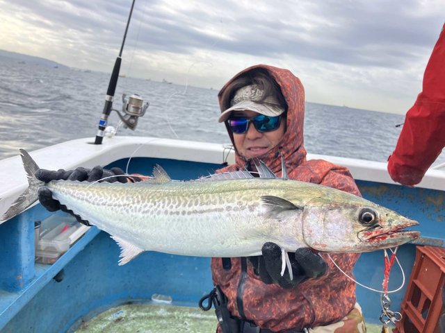 サゴシ(サワラ)