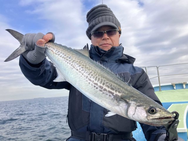 サゴシ(サワラ)