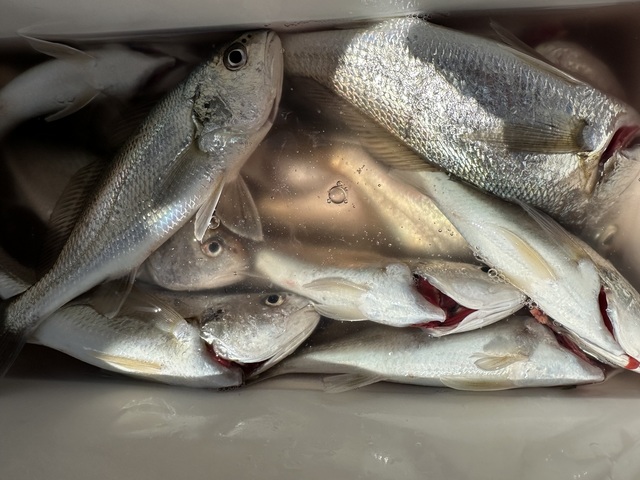 イシモチ(シログチ)