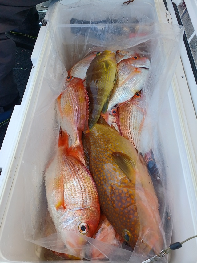 レンコダイ(キダイ)・アオナ(アオハタ)・アコウ(キジハタ)