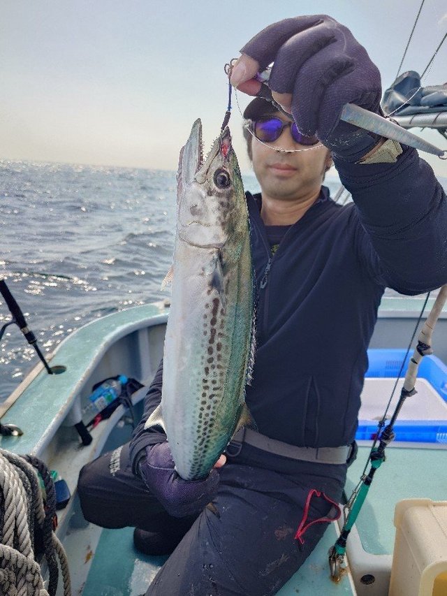 サゴシ(サワラ)