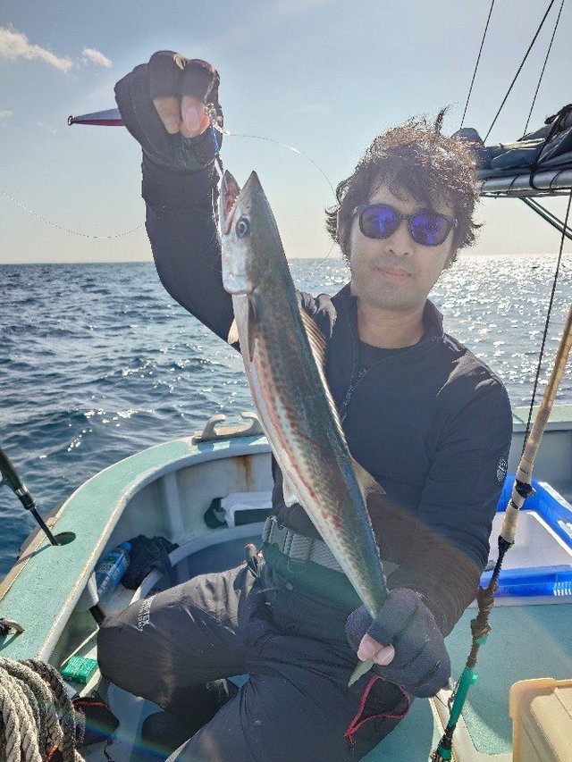 サゴシ(サワラ)