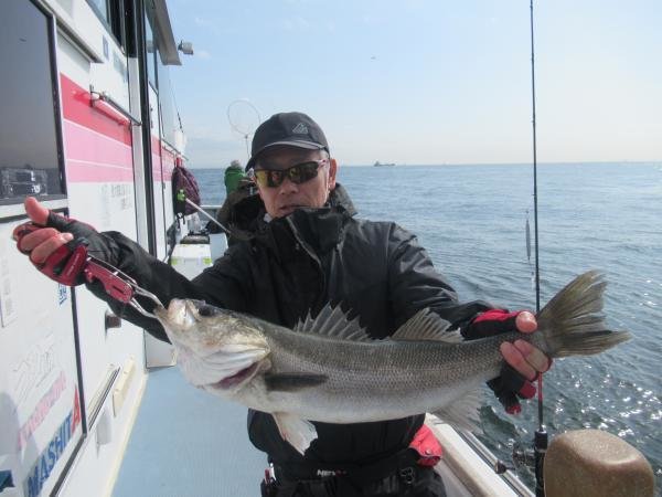 シーバス(スズキ)