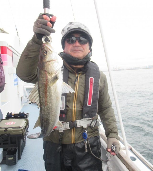 シーバス(スズキ)