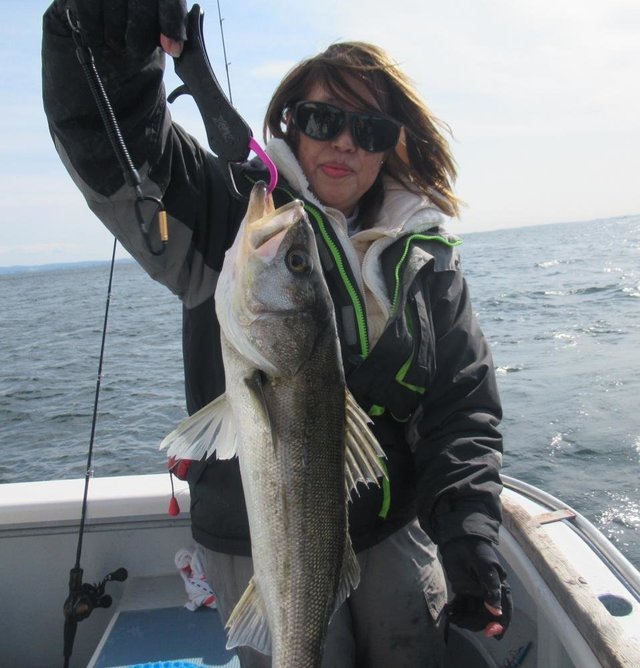 シーバス(スズキ)