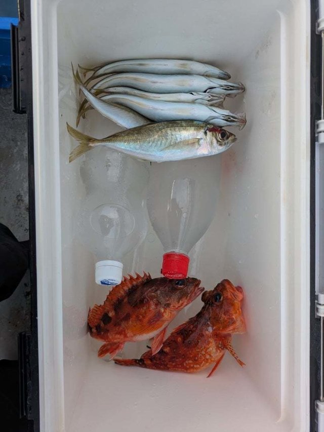 マアジ・カサゴ