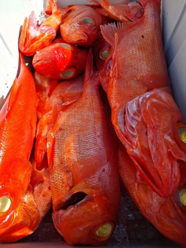 キンメ(キンメダイ)