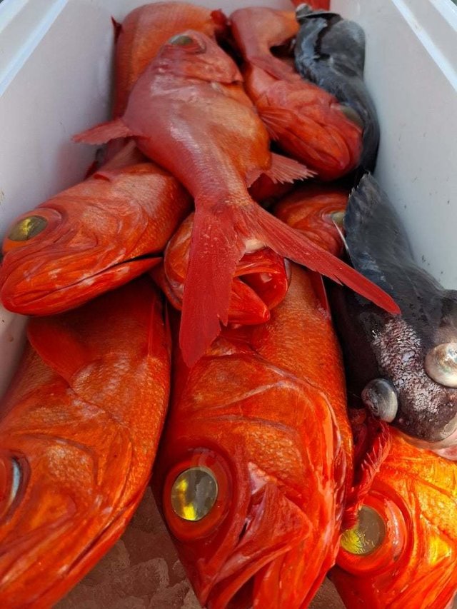 キンメ(キンメダイ)