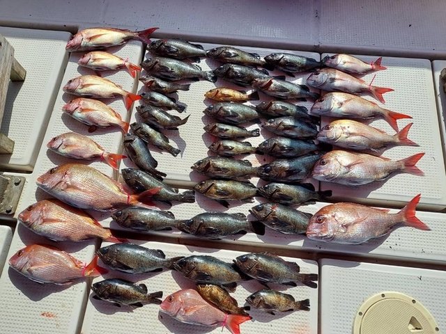 マダイ・メバル