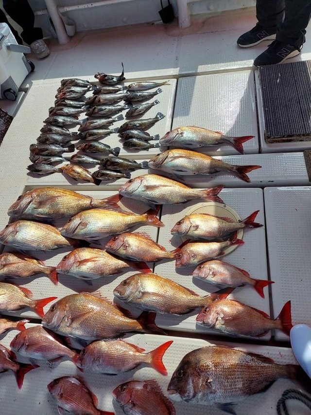 マダイ・メバル