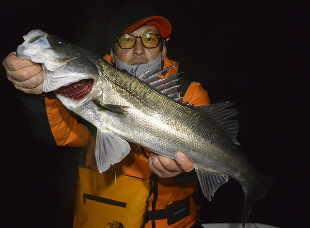 シーバス(スズキ)